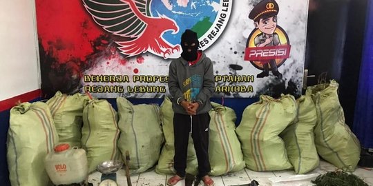 Tanam 400 Pohon Ganja di Sela-Sela Tanaman Cabai, Guru di Bengkulu Diciduk Polisi