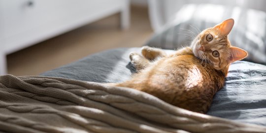 Jaga Bulu Kucing Tetap Lebat dengan Asupan Vitamin yang Tepat