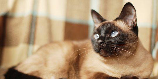Sehat dan Happy, Ini Pola Makan Tepat untuk Si Cerdas Kucing Siam