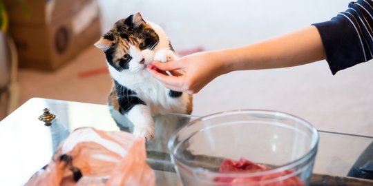 Ragam Camilan Sehat untuk Kucing, Ternyata Ada di Dalam Kulkasmu
