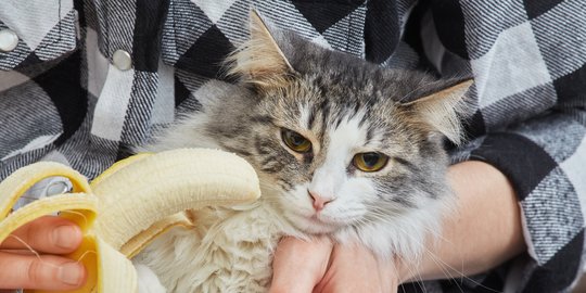 Viral Kucing Makan Pisang, Ini Kunci Memberi Makan Buah dengan Aman