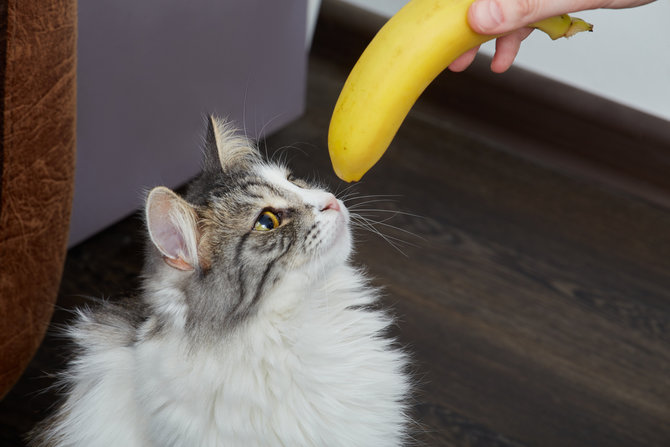 Viral Kucing Makan Pisang Ini Kunci Memberi Makan Buah Dengan Aman Merdeka Com