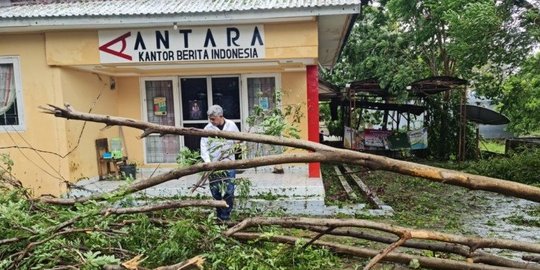 Pohon-Pohon Bertumbangan, Aktivitas Warga di Kupang Lumpuh Akibat Cuaca Ekstrem
