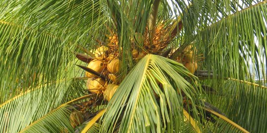 6 Manfaat Air Kelapa Tua, Atasi Tekanan Darah Tinggi Hingga Hilangkan Jerawat