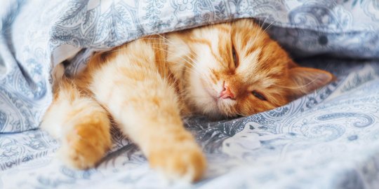 Asyiknya Tidur Bareng Kucing yang Diam-Diam Masuk Selimut 