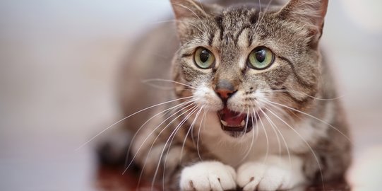 Kulit Kering Bikin Kucing Rewel, Ini 4 Hal yang Jadi Pemicunya