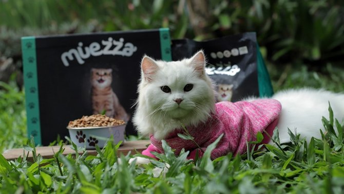 Uniknya Bulu Kucing Siam, Bisa Berubah Warna Sesuai 4 Faktor Ini 