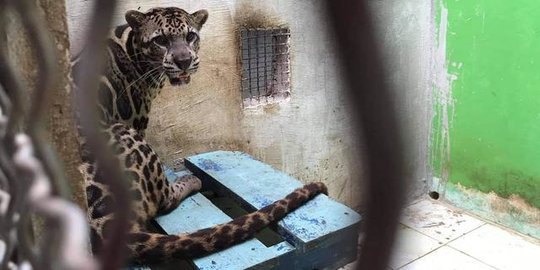 Pria Ini Ditangkap Polisi karena Pelihara Macan Dahan, Ngaku Beli Harga Rp100 Juta