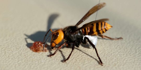 Perubahan Iklim Jadi Salah Satu Penyebab Populasi Lebah Turun