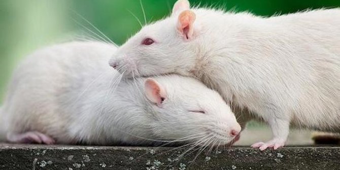 Pengusir Tikus Berbahan Dasar Alami, Ampuh dan Wajib Dicoba
