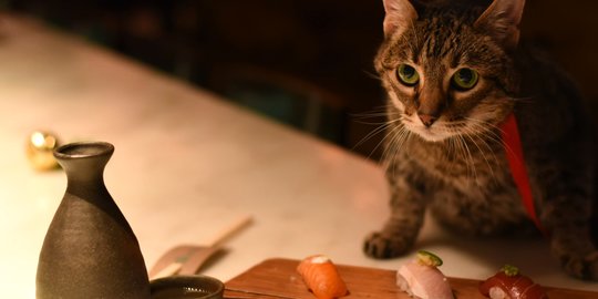Menggunakan Ikan Mentah, Amankah Kucing Makan Sushi?