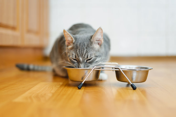 menggunakan ikan mentah amankah kucing makan sushi