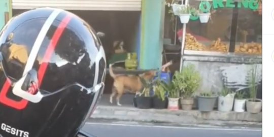 Video Pedagang Gorengan Tak Risih Sering Didatangi Anjing, Aksinya Justru Tuai Pujian