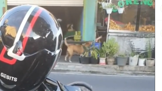 anjing dan tukang gorengan