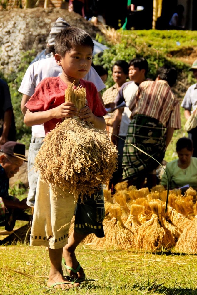 serunya ritual sisemba duel kaki pasca panen padi di toraja