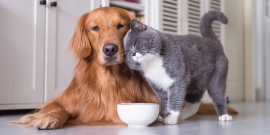 Apakah Kucing dan Anjing Bisa Bersahabat? Berikut Faktanya