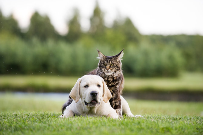 apakah kucing dan anjing bisa bersahabat berikut faktanya