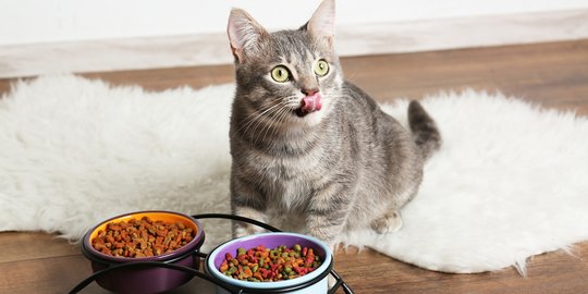 Wajib Tahu, Ini Frekuensi Pemberian Makan yang Tepat untuk Kucing Kesayangan
