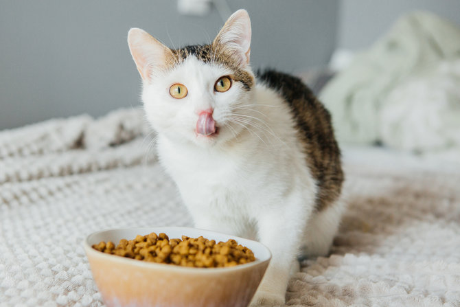 wajib tahu ini frekuensi pemberian makan yang tepat untuk kucing kesayangan