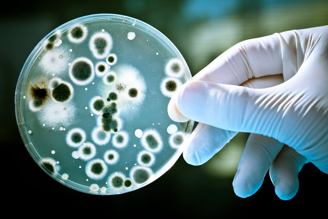 ilustrasi bakteri