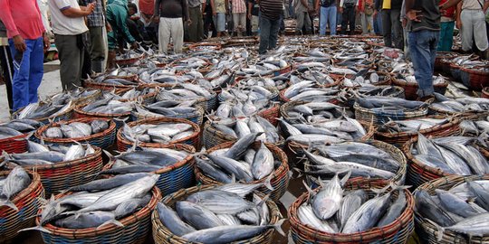 Tekan Stunting, Begini Cara Pemkab Kulon Progo Ajak Warga Tingkatkan Konsumsi Ikan