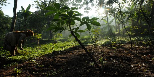 97 Tahun Kampung Cirendeu Tak Bergantung Nasi