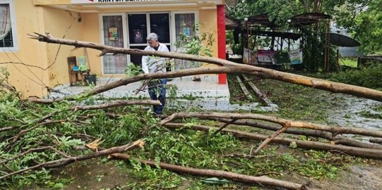 Wali Kota Kupang Minta Camat dan Lurah Kerahkan Warga Bersihkan Sisa Pohon Tumbang