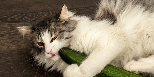 Bikin Kucing Ketakutan, Mentimun Justru Aman Dijadikan Alternatif Camilan
