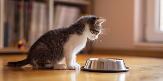 Tinggi Protein, Wajib Hati-Hati Saat Memberikan Tahu dan Tempe untuk Kucing