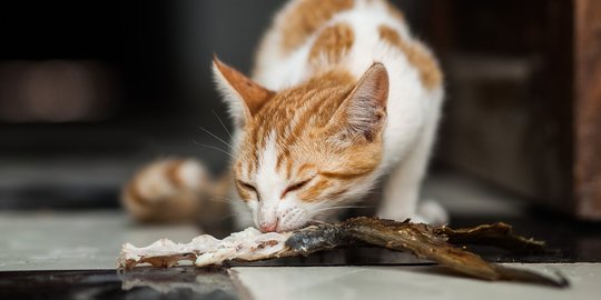 Jangan Nekat Memberikan Tulang Ikan sebagai Makanan Kucing, Ini Bahayanya