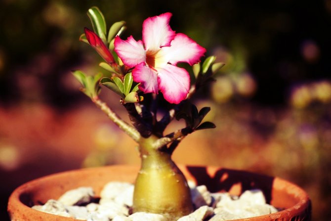 ilustrasi adenium