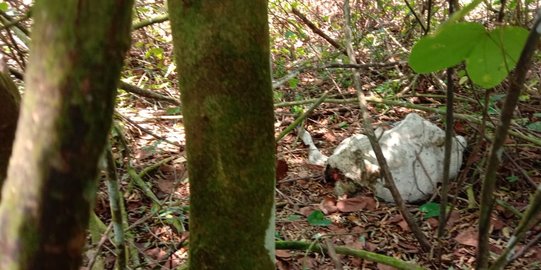 Lagi, Harimau Sumatera Mangsa Hewan Ternak Warga di Langkat