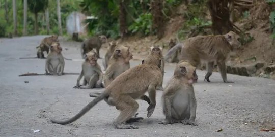 Dua Pria India Ditangkap karena Merampok Pakai Monyet