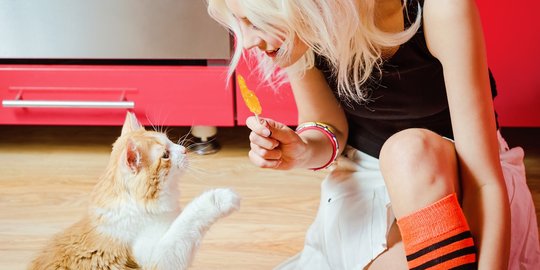 Kenyal dan Manis, Ini Bahaya Membagikan Permen Jeli pada Kucing Kesayangan