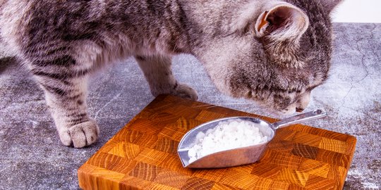 Batasi Asupan Garam dalam Makanan Kucing, Langkah Penting Jaga Kesehatannya