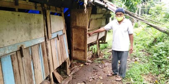 Tiga Ekor Harimau Berkeliaran di Agam, Dua Kambing Jadi Mangsa