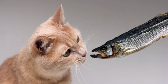 Bahaya Ikan Asin Sebagai Makanan Kucing Dari Tersedak Hingga Kerontokan Bulu Merdeka Com