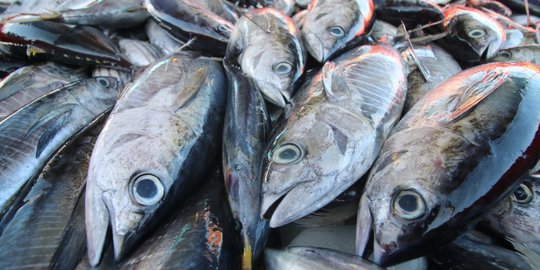 Harga Ikan Terpantau Stabil Jelang Ramadan 2021
