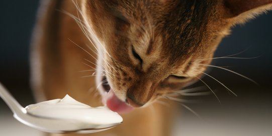 Dianggap Baik Buat Kucing, Pertimbangkan Ini Sebelum Memberi Yogurt