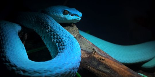 Ular Trimeresurus Insularis, Si Biru Cantik Berbahaya