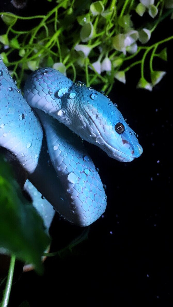 trimeresurus insularis