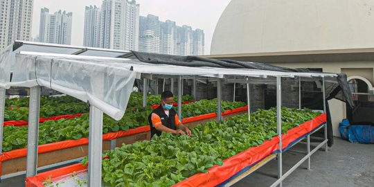 Memanfaatkan Atap Masjid untuk Bertanam Sayuran Hidroponik