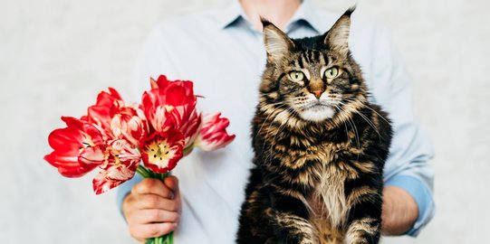 Hanya Pemiliknya yang Paham, Ini 10 Keunikan Kucing Maine Coon 