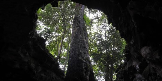 Keunikan Pohon Berusia Ratusan Tahun Tumbuh Menjulang dari dalam Goa