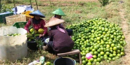 Sempat Laris saat Awal Pandemi, Begini Nasib Tragis Jeruk California Garut Kini