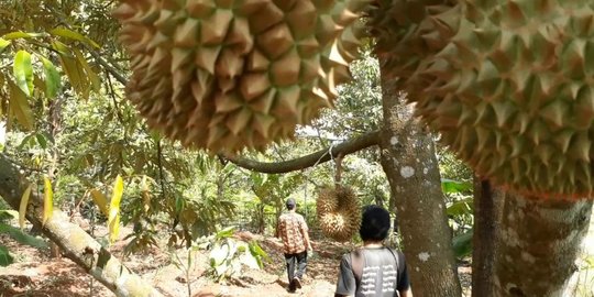 80 Persen Durian di Banyumas Gagal Berbuah, Ternyata Ini Penyebabnya