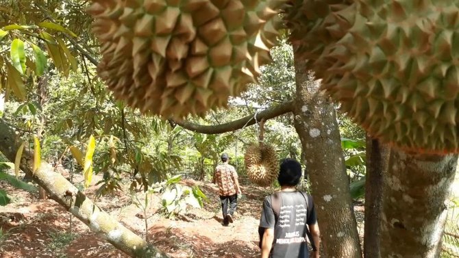 Durian isi hitam