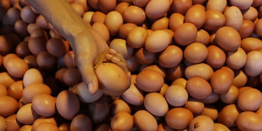 KPPU Duga Rantai Distribusi Panjang Kerek Harga Telur dan Daging Ayam