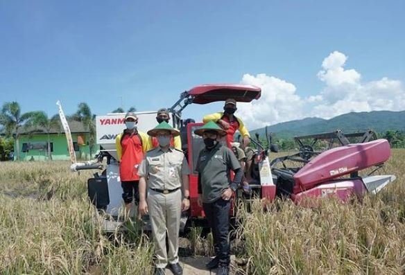 keseruan anies baswedan panen padi bareng petani cilacap