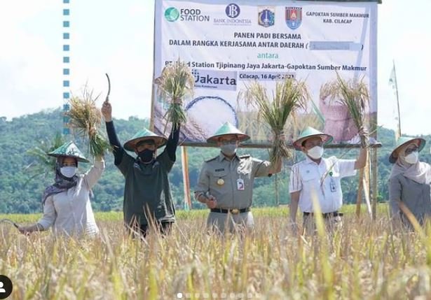 keseruan anies baswedan panen padi bareng petani cilacap